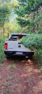 En operativos antinarcóticos en Santo Pipo y San Pedro secuestraron plantas de marihuana y el aforo fue de $25 millones imagen-4