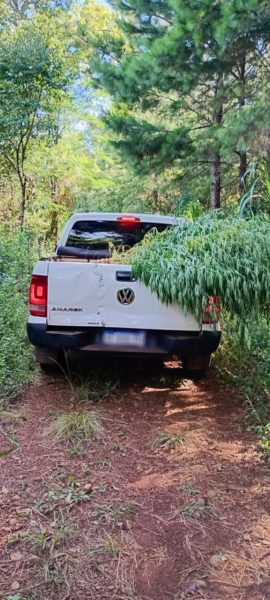 En operativos antinarcóticos en Santo Pipo y San Pedro secuestraron plantas de marihuana y el aforo fue de $25 millones imagen-9