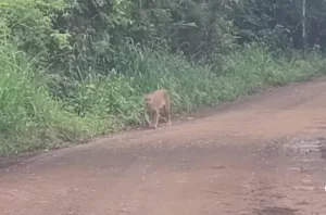 Un puma recorrió el Parque Nacional Iguazú: emocionante registro en un video imagen-1