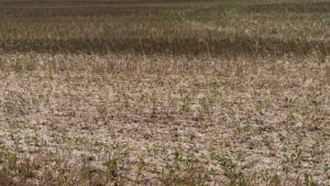 Las lluvias del fin de semana fueron insuficientes para revertir la critica situación de los cultivos imagen-4