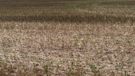 Las lluvias del fin de semana fueron insuficientes para revertir la critica situación de los cultivos imagen-18