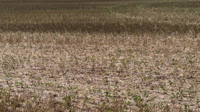 Las lluvias del fin de semana fueron insuficientes para revertir la critica situación de los cultivos imagen-5