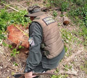 Detectan e investigan una tala selectiva ilegal de árboles en el Parque Urugua-í y hay alerta por aumento del robo de maderas imagen-1