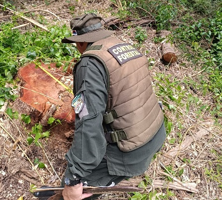 Detectan e investigan una tala selectiva ilegal de árboles en el Parque Urugua-í y hay alerta por aumento del robo de maderas imagen-20