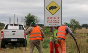 Radares, cartelería y concientización para prevenir atropellamiento de animales imagen-3