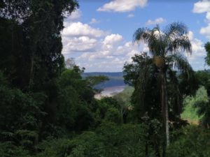 Misiones es el primer estado subnacional del mundo en certificar créditos de carbono imagen-1