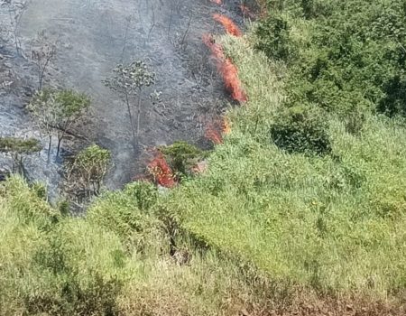 Bomberos de Iguazú trabajaron 4 horas para extinguir un incendio de pastizales en la costa del rio Paraná imagen-6