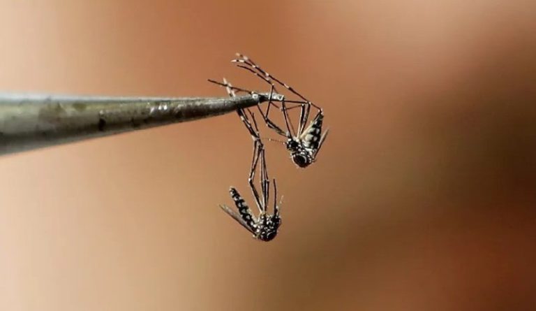 Cómo logró Misiones ser la primera provincia en inmunizar contra el dengue imagen-5