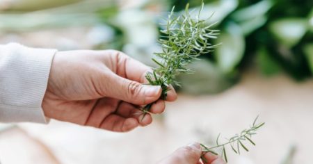 Estas son las claves de los expertos para reproducir la planta de romero de forma fácil y rápida imagen-13