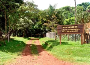 Tras las denuncias de apeo ilegal, concientizan sobre la preservación de bosques nativos imagen-1