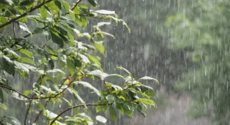 Emiten alerta por tormentas fuertes con lluvias intensas para la zona norte de Misiones imagen-15