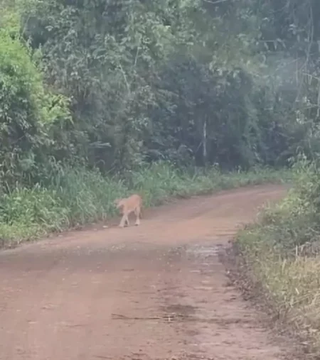 Un ejemplar de puma fue captado en el Sendero Yacaratiá del Parque Nacional Iguazú imagen-6