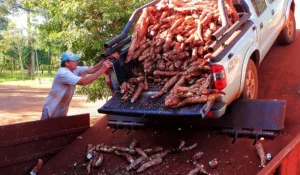 Safrán destacó la prórroga de créditos productivos para Misiones imagen-3