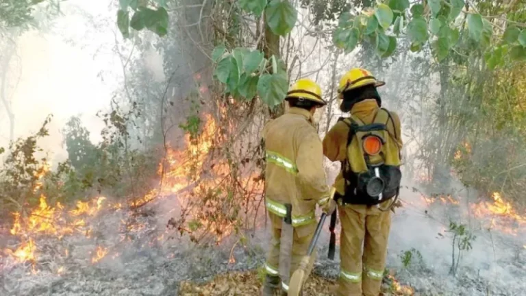 Renuevan el alerta de peligro de incendios en Misiones, recuerdan la importancia evitar cualquier tipo de quema imagen-5