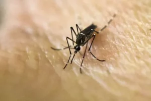 Dengue: Misiones continúa con una situación estable imagen-3