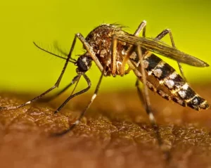 Misiones notificó dos casos más de dengue y suma 16 imagen-3