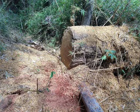 Detectan e investigan una tala selectiva ilegal de árboles en el Parque Urugua-í imagen-8