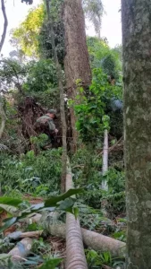 Patrullaje de guardaparques en Puerto Península para mitigar la presencia de cazadores furtivos imagen-3