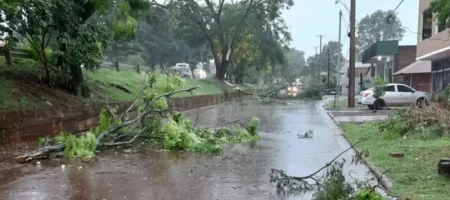 Breve pero intensa tormenta en Wanda, deja árboles y postes de tendido eléctrico caídos imagen-10