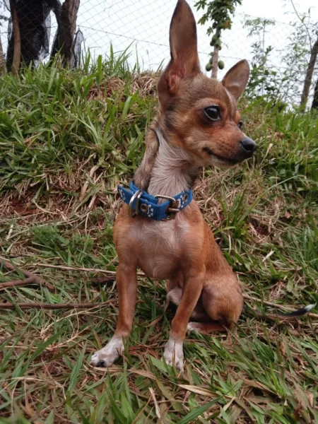 Tuvo un accidente, su perro se escapó y pide ayuda para recuperarlo imagen-12