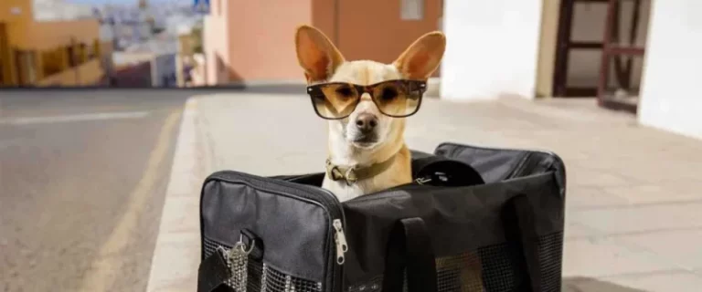 Todo lo que necesitás saber para viajar con tu mascota: "El certificado veterinario Internacional es imprescindible" imagen-5