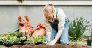 Cómo cultivar melón en verano: trucos para una cosecha dulce y jugosa imagen-2