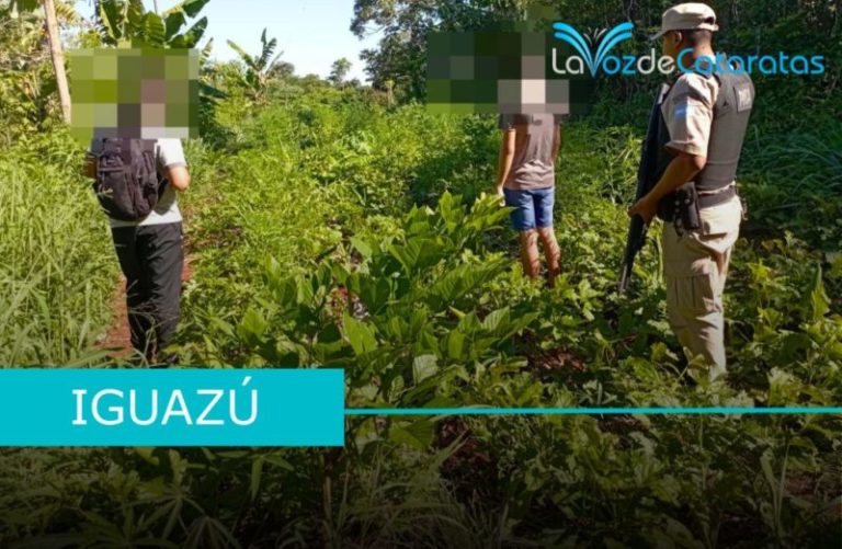 Prefectura descubrió y secuestró una plantación de marihuana en Iguazú imagen-5