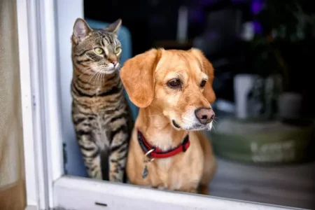 Las mascotas también sufren golpes de calor: esto debes hacer para evitarlo, según los veterinarios imagen-10