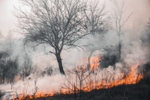 Continúa el alerta por incendios en Misiones: el riesgo es alto en la zona sur imagen-2