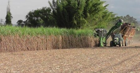 La exportación de azúcar es récord, pero afirman que el abastecimiento interno está asegurado imagen-9