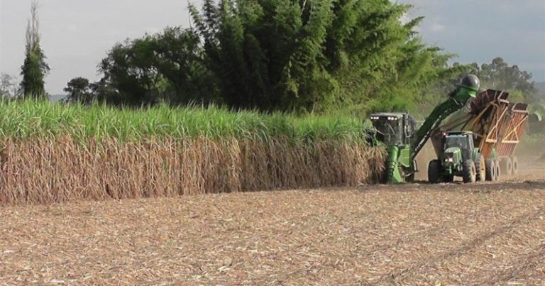 La exportación de azúcar es récord, pero afirman que el abastecimiento interno está asegurado imagen-4