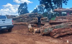 Según el titular de Ecología, aumentó «mucho» en el ámbito privado el robo de madera imagen-1