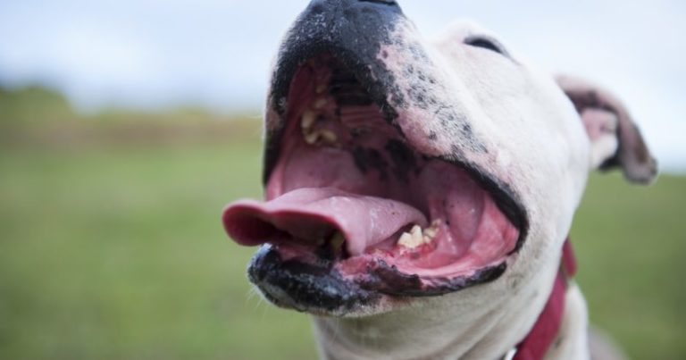 Por qué los perros sacan más la lengua en verano y qué hacer si lo hacen por un tiempo prolongado imagen-4