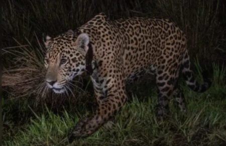 El Parque Nacional Iberá suma a Takajay, un yaguareté que viene del Impenetrable imagen-13