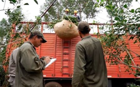 Los beneficios del innovador Sistema de Trazabilidad en la yerba mate imagen-22