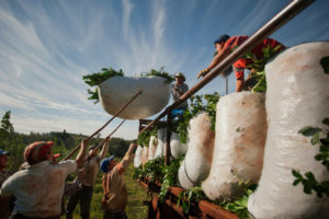 Las exportaciones de Yerba Mate marcaron un récord histórico en 2024 imagen-1