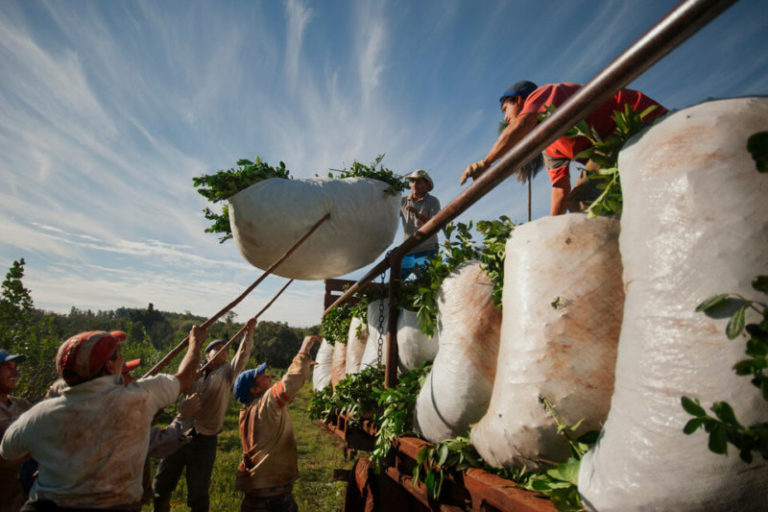 Las exportaciones de Yerba Mate marcaron un récord histórico en 2024 imagen-4