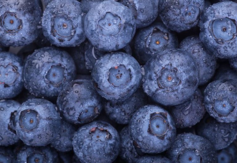 La fruta ideal para limpiar y depurar los riñones de forma natural: es pequeña, dulce y azul imagen-5