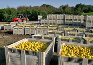 “Libertad de cosecha”: el Gobierno restructuró y facilitó la manera de producir frutas imagen-1