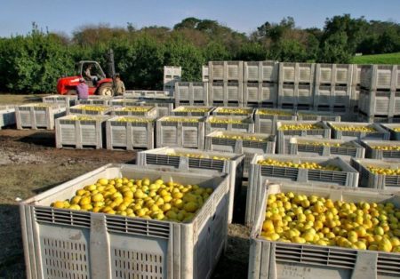 “Libertad de cosecha”: el Gobierno restructuró y facilitó la manera de producir frutas imagen-13