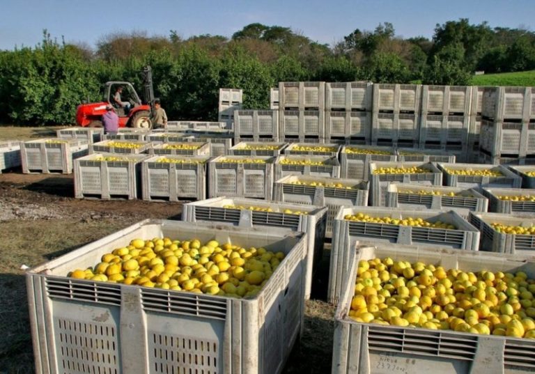 “Libertad de cosecha”: el Gobierno restructuró y facilitó la manera de producir frutas imagen-4