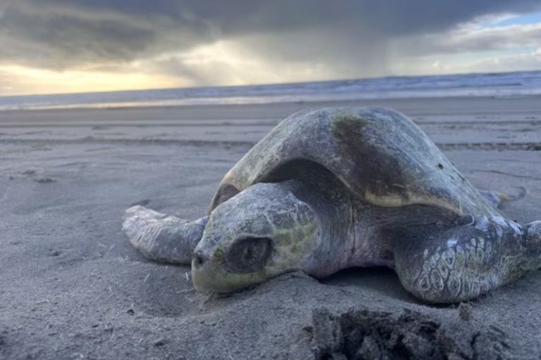 Por qué aparecen cada vez más tortugas marinas en las costas de Oregon: qué es el choque hipotérmico imagen-5