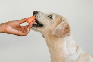 Cuáles son las mejores comidas naturales para los perros, según los expertos imagen-3