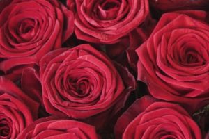 Día de San Valentín: cuál es el precio de una docena de rosas en California imagen-2