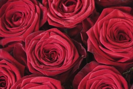 Día de San Valentín: cuál es el precio de una docena de rosas en California imagen-10