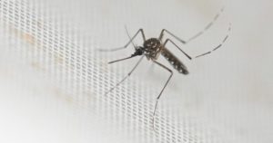 Polémica medida anti dengue: una ciudad ofrece dinero a cambio de mosquitos imagen-3