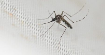 Polémica medida anti dengue: una ciudad ofrece dinero a cambio de mosquitos imagen-45