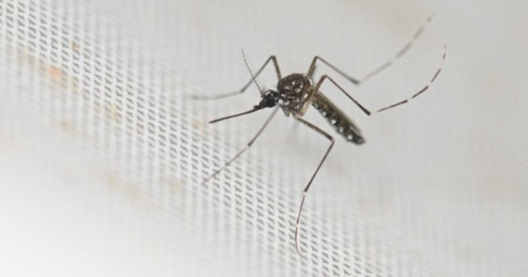 Polémica medida anti dengue: una ciudad ofrece dinero a cambio de mosquitos imagen-5