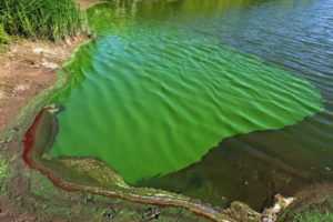 Qué son las cianobacterias, los microorganismos que tiñeron de verde a los carpinchos en Entre Ríos imagen-2