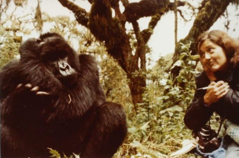 El crimen de Dian Fossey: 40 años de misterio y la historia real de “Gorilas en la niebla” imagen-4